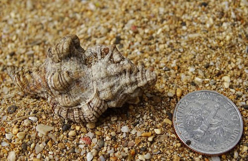 Monoplex nicobaricus
