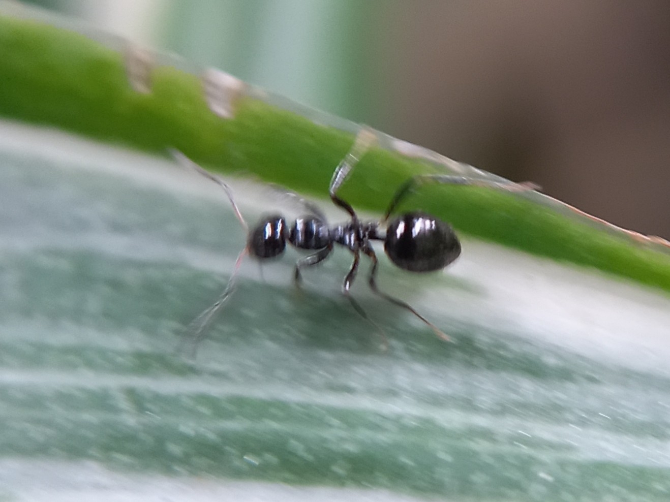 Lepisiota mayri