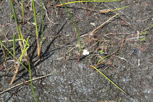 Image of Sagittaria teres by (c) Alex Karasoulos, some rights reserved (CC BY)