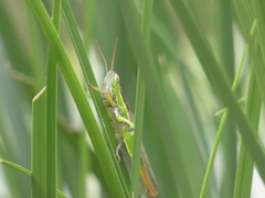 Bermius brachycerus