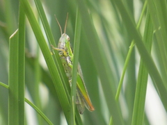 Bermius brachycerus