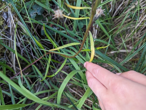 Image of Saussurea angustifolia by (c) Skyler Principe, some rights reserved (CC BY)