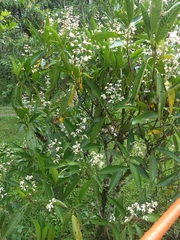Miconia notabilis