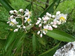 Miconia notabilis
