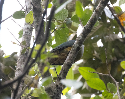 Red-eared Fruit Dove (Ramphiculus fischeri), photo 8