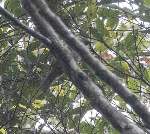 Hylocitrea (Hylocitrea bonensis), photo 6