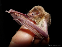 Pseudoromicia rendalli