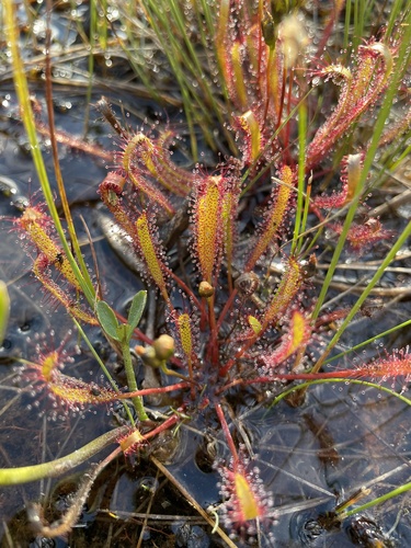 Drosera linearis