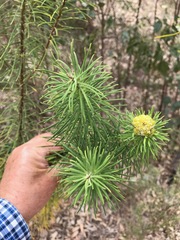 Cassinia leptocephala everettiae
