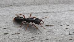 Amblyopone australis