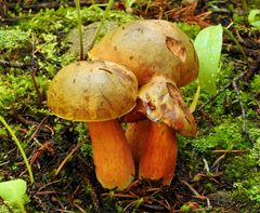 Rubroboletus