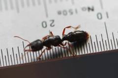 Amblyopone australis