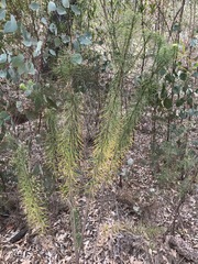 Cassinia leptocephala everettiae