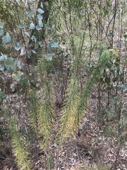 Cassinia leptocephala everettiae