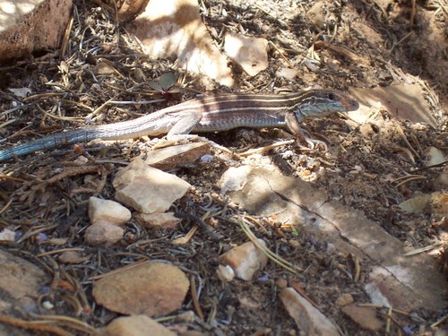 Aspidoscelis velox