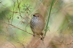 Brown Thornbill photo 6