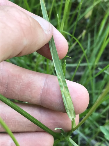 Grass Sheathminer Fly photo 4
