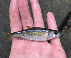 Clinostomus funduloides