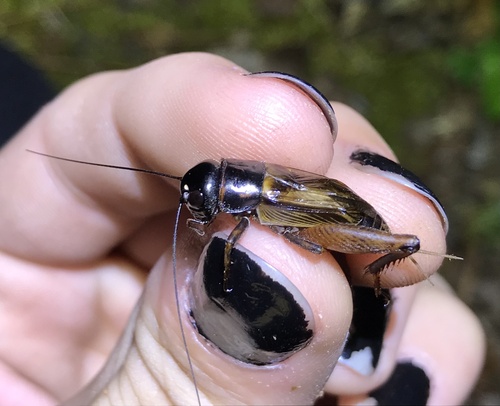 Southeastern Field Cricket photo 5