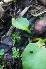 Ophioglossum crotalophoroides image