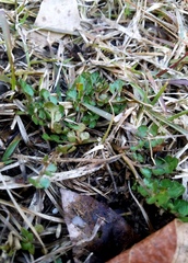 Sceptridium lunarioides