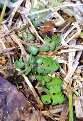 Sceptridium lunarioides