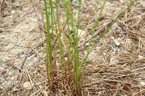 Image of Juncus greenei by (c) Alex Karasoulos, some rights reserved (CC BY)