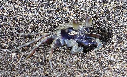 Ocypode pallidula