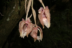 Stanhopea
