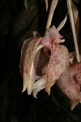 Stanhopea