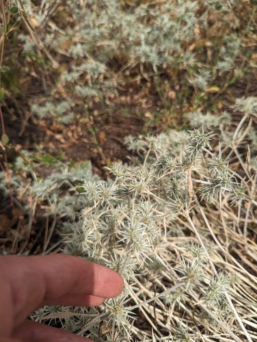 Image of Eryngium petiolatum by (c) Liam Gerry, some rights reserved (CC BY)