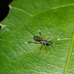 Glabridorsum stokesii