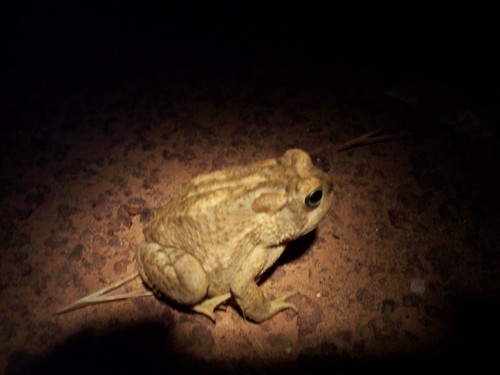 Anaxyrus microscaphus