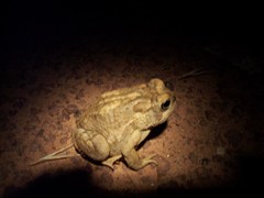 Anaxyrus microscaphus