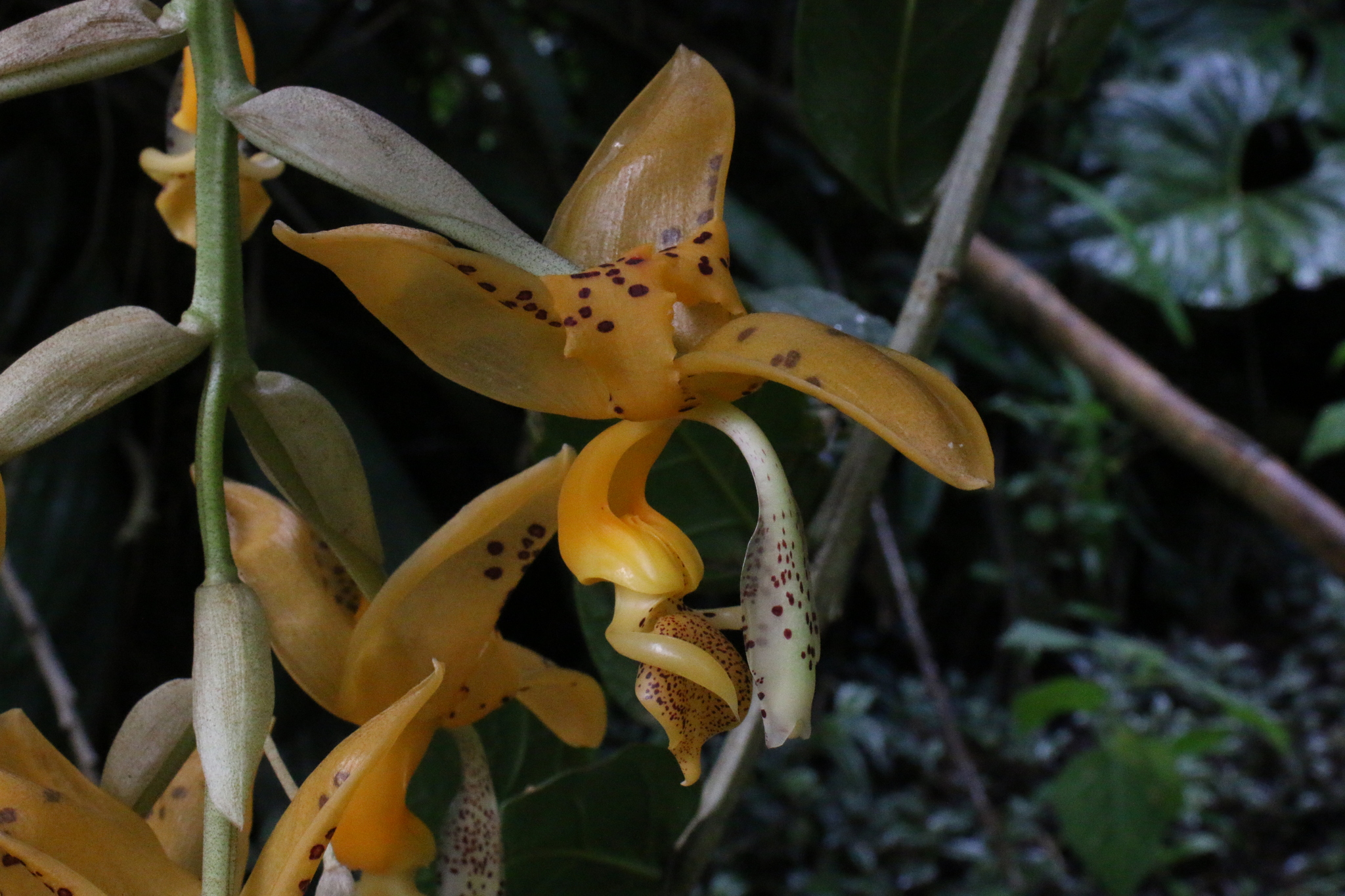 Stanhopea jenischiana image