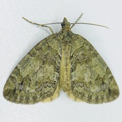 Hydriomena renunciata