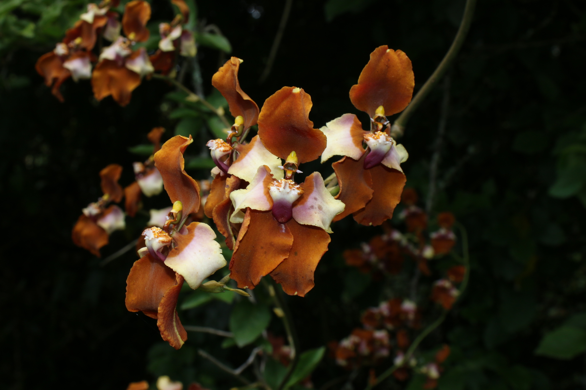 Cyrtochilum pastasae image