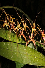 Brassia