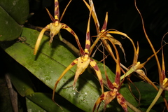 Brassia