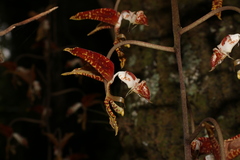 Gongora rufescens