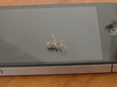 Reduviidae