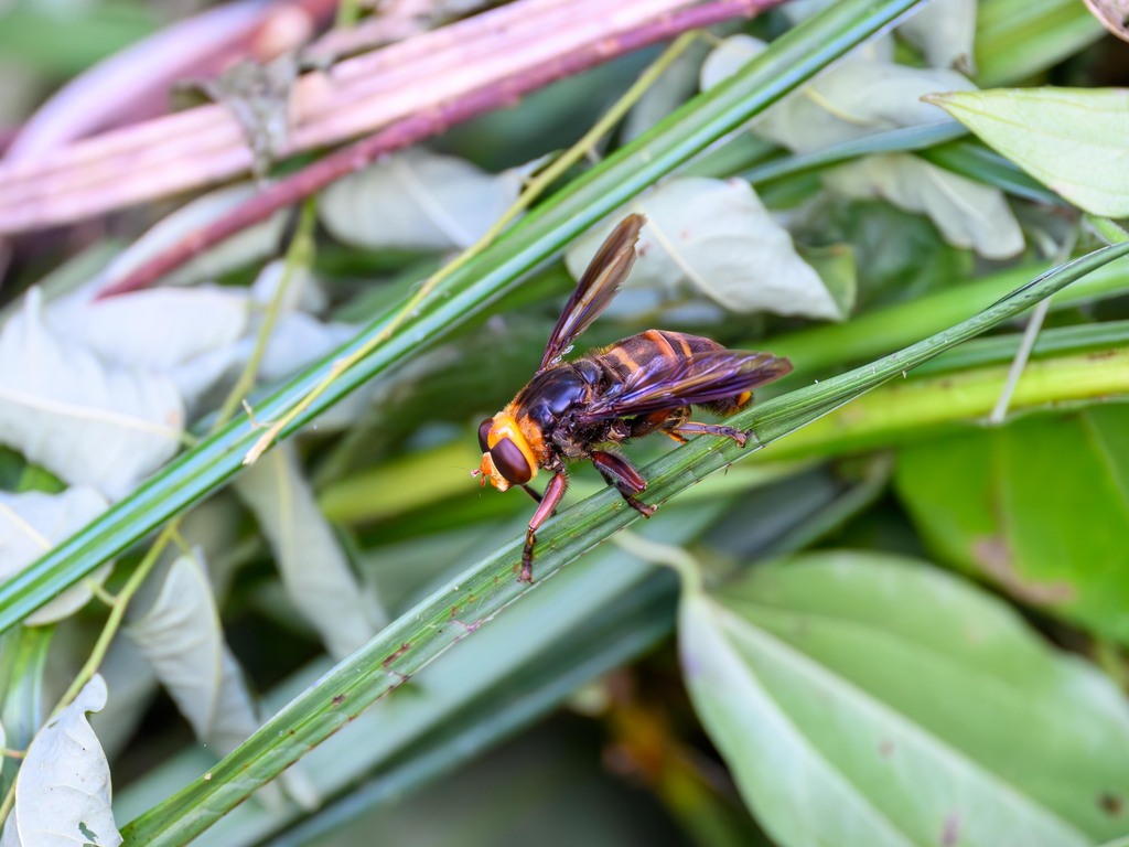 Milesia apsycta
