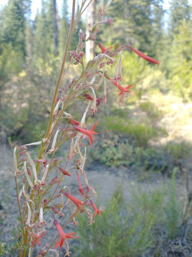 Scarlet Gilia