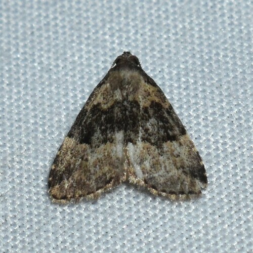 Visitation Moth photo 3