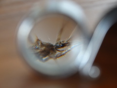 Reduviidae