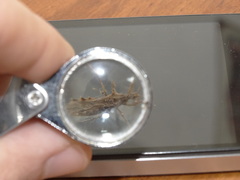Reduviidae