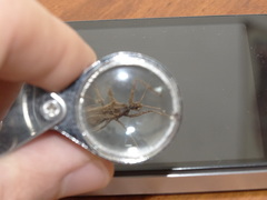 Reduviidae