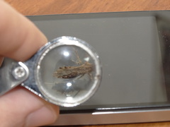 Reduviidae