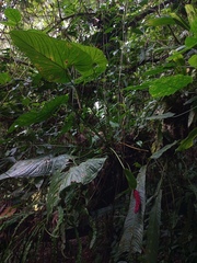 Anthurium obtusilobum image