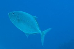 Flavocaranx bajad